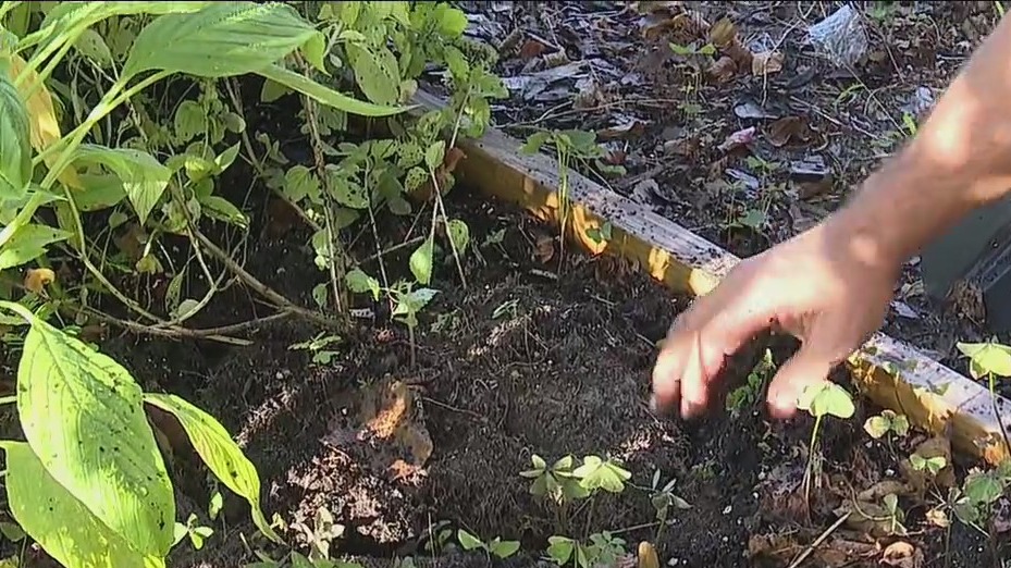 Preparing your home garden for the fall
